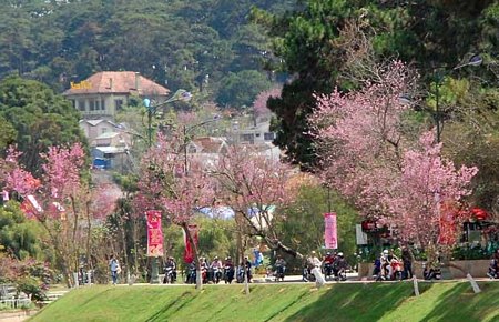 Hoa Mai anh đào đã trở thành một trong những loài hoa đặc trưng của thành phố Đà Lạt.