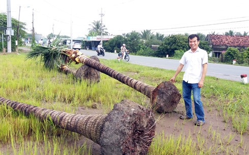 Một điểm tập kết cây dừa ở xã Đạo Thạnh, thành phố Mỹ Tho (Tiền Giang) để đưa đi tiêu thụ.