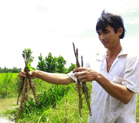 Những cây cam bị kẻ gian chặt đứt ngang.