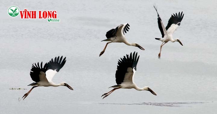 Từng đàn cò bay về miền đất lành.