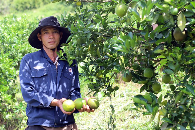 Hiện công ty của ông Phương có khoảng 35 ha cam ruột đỏ. Đây là giống cây trồng cho thu hoạch quanh năm với năng suất trung bình khoảng 45-50 tấn/ha. Chiều cao cây cam trưởng thành khoảng 4 -6m rộng tán 4 x 4m; tuổi thọ của cây từ 40 – 50 năm