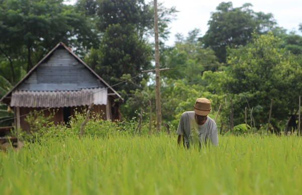 Người dân bản Trĩa đã biết trồng lúa nước nhưng do thiếu kỹ thuật nên thường xuyên mất mùa