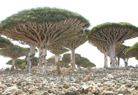 Kham pha Socotra - Hon dao duoc vi nhu hanh tinh khac tren trai dat - Anh 1  Nếu bạn đã cảm thấy chán với những cảnh quan quen thuộc trên Trái đất, niềm mơ ước của bạn hẳn là lên tàu vũ trụ và đến một hành tinh khác. Nhưng việc đó gần như bất khả thi.