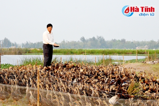 Mô hình nuôi vịt trời của anh Trương Đăng Thái ở thôn Long Giang, xã Thạch Khê (Thạch Hà) doanh thu trên 1 tỷ đồng/năm