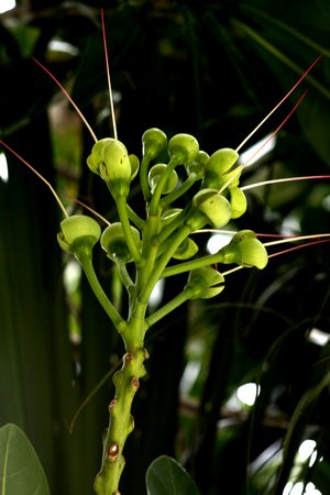 Cây bàng vuông đơm hoa kết trái.