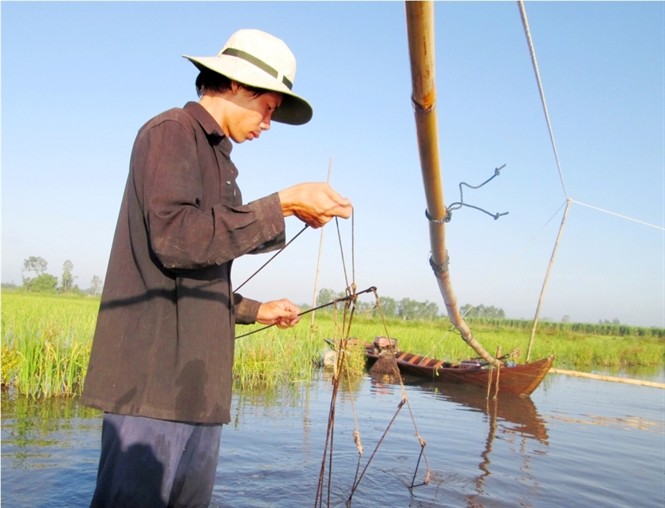 Lần lượt cho càng côn vào ống túyp, 2 bó côn được mắc dọc theo tre và buộc lại bằng dây với khoảng cách 2m mỗi mối, tiếp đến lấy một đoạn tre ngắn dựng đứng có “ngàm” để mắc dây kéo luồng côn cao hơn mặt nước. 