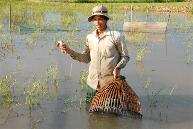 Khác với các loại hình đánh bắt lưới, xiệt điện, đặt dớn… đẩy côn chỉ bắt những con cá lớn. Cá lóc đẩy côn hiện tại được bán với giá 100.000 đ/kg, cá rô giá 60.000 - 75.000 đ/kg ( tùy loại lớn nhỏ). 