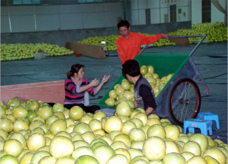 Theo quảng cáo, bưởi honey là loại trái cây lớn nhất thuộc họ cam, quýt và là một đặc sản cho hoàng tộc.