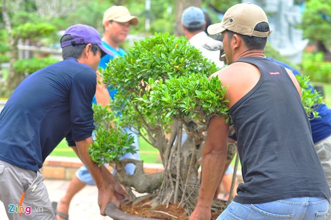 Bà Chu Thị Như Đào, Phó ban tổ chức cho biết chợ có 90 gian hàng, quy tụ trên 100.000 chậu cảnh, bonsai nghệ thuật của các nhà vườn, câu lạc bộ từ tỉnh Bình Dương, Bình Phước, Lâm Đồng, Bình Định, TP.HCM... 