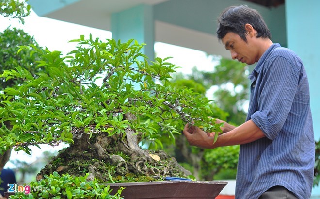 Theo anh Hồng Phước Thắng, thành viên Câu lạc bộ Bonsai Hòa Thuận (huyện Chợ Lách, Bến Tre), anh đưa gần 100 chậu cảnh lớn nhỏ về Đồng Nai tham gia chợ phiên. Cây mai thế tứ diện, tuổi đời 80 năm của anh được một người hỏi mua với giá 50 triệu đồng nhưng anh không bán. 