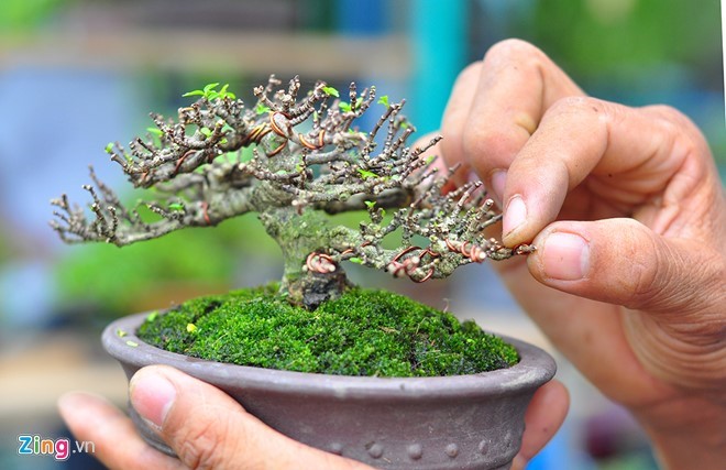 Không chỉ cây lớn, anh Thắng cũng đưa hàng chục chậu mai chiếu thủy mini, dáng bonsai đến chợ. Người này nói rằng, việc tạo thế cho loại cây này cần sự tỉ mỉ và phải có con mắt thẩm mỹ. Giá bán loại cây mini này là triệu đồng mỗi chậu.