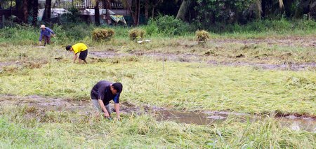 Mưa nhiều khiến việc thu hoạch lúa gặp nhiều khó khăn.