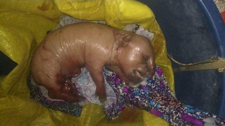 Chú heo con mới sinh có hình thù quái dị 