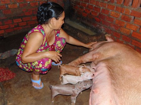  Bà Phượng chăm sóc các chú heo còn lại 
