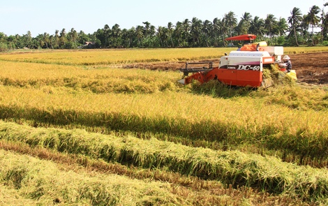 Dự báo tăng trưởng ngành nông nghiệp sẽ tiếp túc giảm trong những tháng cuối năm. 