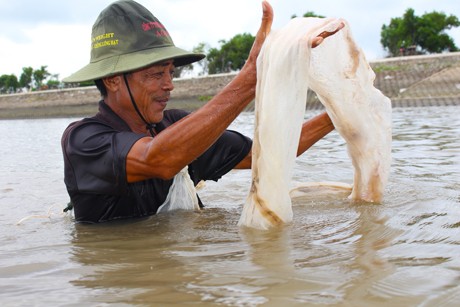 Nghề đẩy ruốc là nghề tay trái của người dân nơi đây, số tiền thu về từ việc bán ruốc giúp họ trang trải cuộc sống.