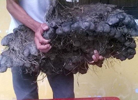 Củ khoai mỡ nặng 23kg của gia đình bà Bướm