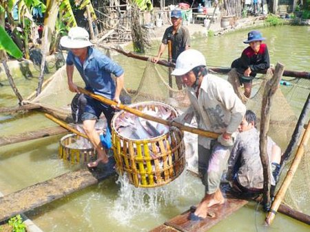 Người nuôi cá tra ở ĐBSCL lại sập bẫy Trung Quốc