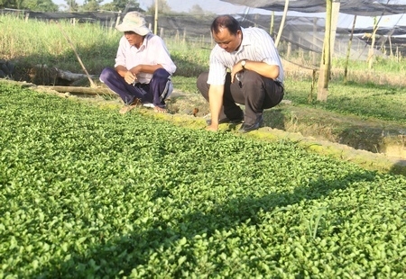 Rẫy xà lách xoong của anh Năm Tây (trái) chuẩn bị cắt bán.