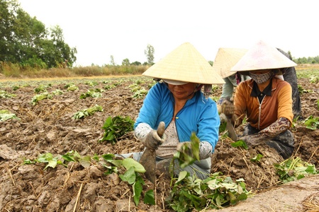 Ngành NH đang thiếu những dự án nông nghiệp công nghệ cao, chuỗi liên kết để cho vay.