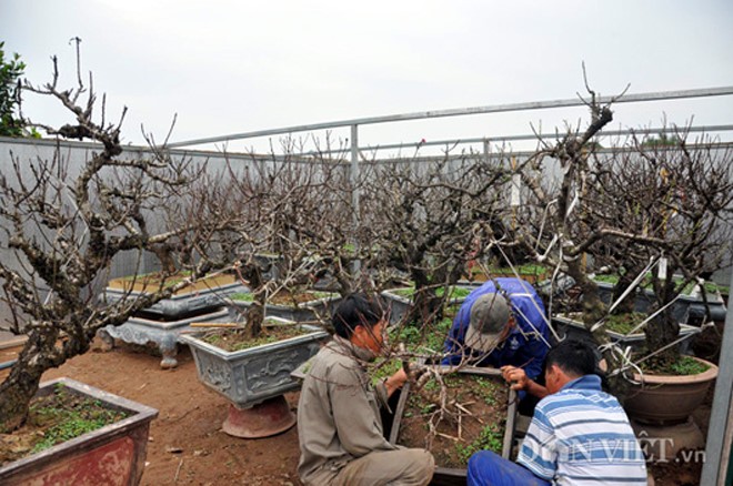 Thời điểm này đào chưa ra hoa, nhưng tại vườn đào tiến Vua của ông Lê Hàm ở phường Nhật Tân, quận Tây Hồ (Hà Nội) luôn tấp nập khách tới tham quan, đặt hàng. 