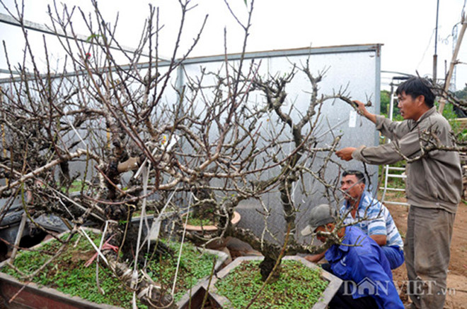 Ông Hàm cho biết, đến thời điểm hiện tại vườn đào thất thốn trên dưới 100 gốc của ông đã được các đại gia trong và ngoài Hà Nội đặt quá nửa, trong đó có nhiều cây trị giá hàng chục triệu đồng. 