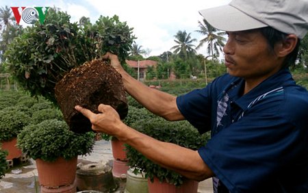 Rễ cúc bị thối rễ sau khi phun thuốc phòng bệnh héo xanh nhãn hiệu Ali