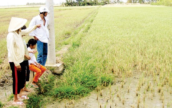 Nông dân tỉnh Sóc Trăng nhìn lúa chết vì hạn, mặn (do biến đổi khí hậu). Ảnh: TRUNG HIẾU