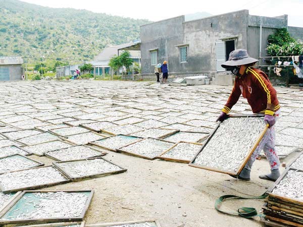 Làng hấp cá cơm Cà Nà (Ninh Thuận) vào mùa