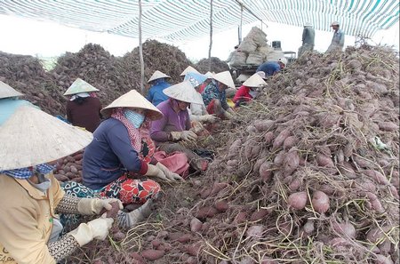 Thu hoạch khoai lang tím Nhật ở huyện Bình Tân.