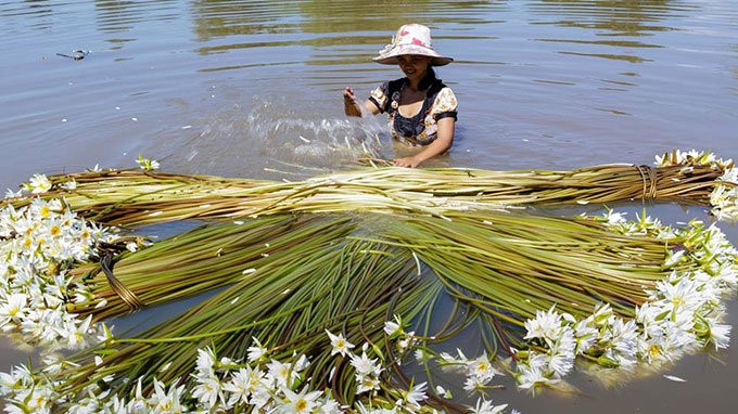 Đây là loài hoa mà mùa nắng cứ tự vùi hạt, thân củ, rễ xuống tầng đất sâu, chờ mưa xuống, nước lên thì lặng lẽ mọc, lặng lẽ khoe sắc khắp mọi nơi. Ảnh: HUỲNH TRÂN/Tuổi trẻ