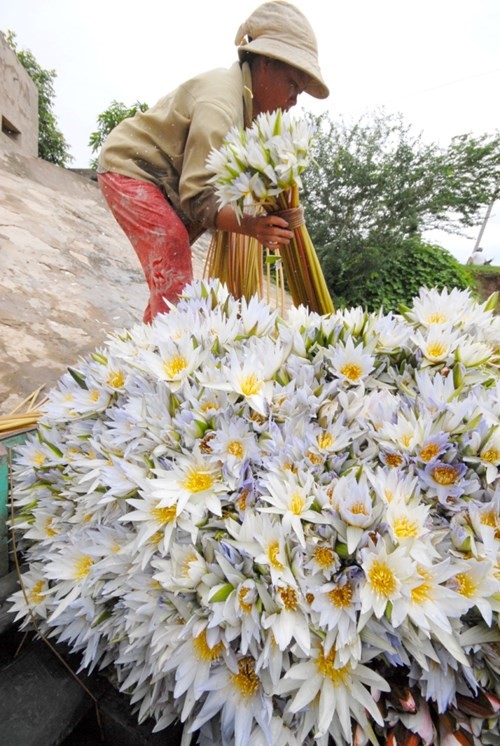 Đây là loại bông súng có hoa màu trắng, cọng dài, ăn rất ngon, đặc biệt là nấu canh chua hay chấm mắm kho… Ảnh: GD&ĐT