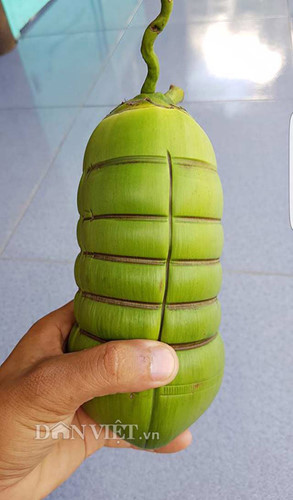 Dừa hình bánh tét