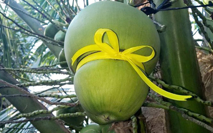 Dừa hình hồ lô