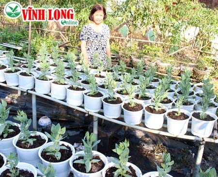 Cô Hoa bên đám hoa cát tường “còn cứu được”.