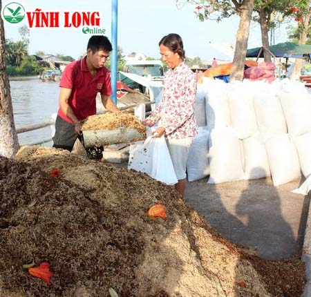 Nguyên liệu trồng hoa tăng giá, bông tết dự kiến giá cũng tăng.