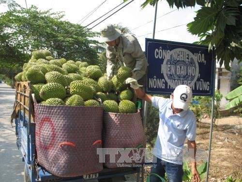 Tiêu thụ sầu riêng ở xã Tam Bình, huyện Cai Lậy. Ảnh: Minh Trí - TTXVN