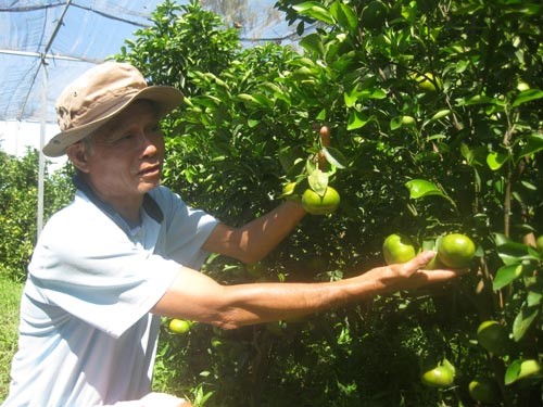 Ông Lưu Văn Ràng chăm sóc quýt hồng kiểng.