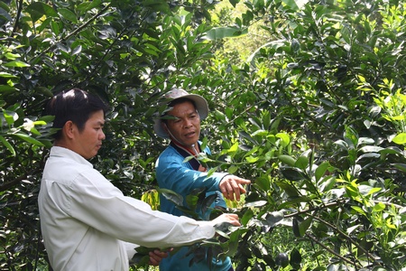 Anh Trung hướng dẫn kỹ thuật và thường xuyên trao đổi rút kinh nghiệm sản xuất với nhà vườn.