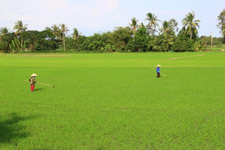 Nhiều đại biểu đề xuất nên có chủ trương sản xuất 2 vụ lúa/năm, vì sản xuất lúa vụ 3 không cho lợi nhuận cao.