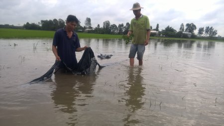  25 ha lúa và hoa màu bị nhấn chìm trong nước.