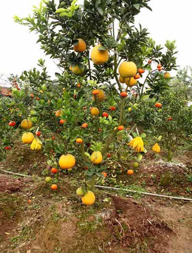 Năm nay, thời tiết mùa đông biến động, trời nắng hanh là chủ yếu thế nên số lượng cây ghép các loại quả với nhau thành công rất ít, không được nhiều như năm ngoái