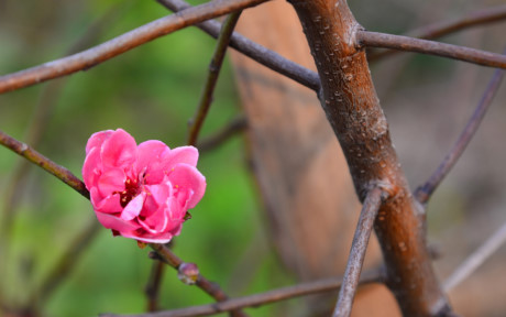 Thú chơi hoa đào từ lâu đã trở thành nét đẹp không thể thiếu của người Hà Nội. Đối với họ, hoa đào là biểu tượng của một Tết sum vầy, no ấm, bình an. Dù là bích đào đỏ thắm, đào phai phớt hồng hay đào bạch trắng ngần thì loài hoa này luôn có chỗ đứng nhất định trong tâm niệm của người Hà Nội.