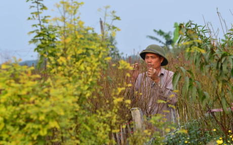 Những chủ vườn Đào Nhật Tân chăm sóc, gọt tỉa, để Đào, Quất ra hoa, nảy mầm đúng dịp.