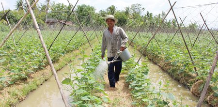 Chuyển từ trồng lúa sang trồng màu, giúp anh Thuận nâng cao thu nhập.