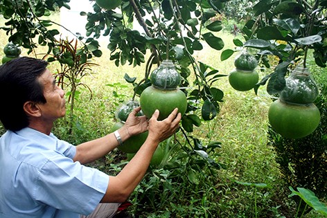 Số lượng bưởi tạo hình tết này có giảm do ảnh hưởng thời tiết.