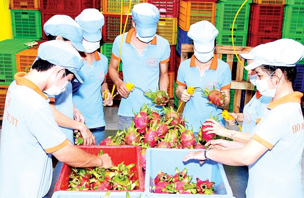 Sơ chế thanh long xuất khẩu ở Công ty Hoàng Phát (Châu Thành, Long An) Ảnh: KIẾN VĂN