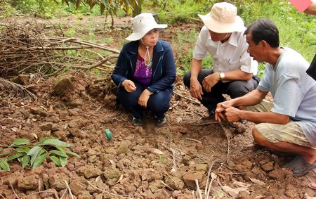 Ngành chuyên môn hướng dẫn người dân chăm sóc vườn sầu riêng sau đợt xâm nhập mặn.