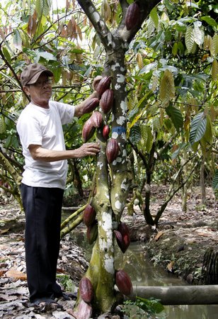 Ông Trương Văn Quang cho biết, ca cao ra trái quanh năm nên cứ 6- 7 ngày hái một lần, vậy là có tiền hoài.