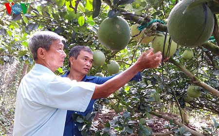 Người nông dân Tiền Giang mừng vì nông sản được giá dịp Noel.